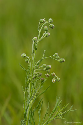 Érigéron crépu — Erigeron bonariensis L., 1753