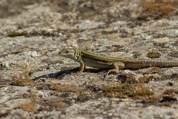 Lézard sicilien, Lézard des ruines — Podarcis siculus (Rafinesque-Schmaltz, 1810)