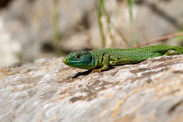 Lézard à deux raies — Lacerta bilineata (Daudin, 1802)