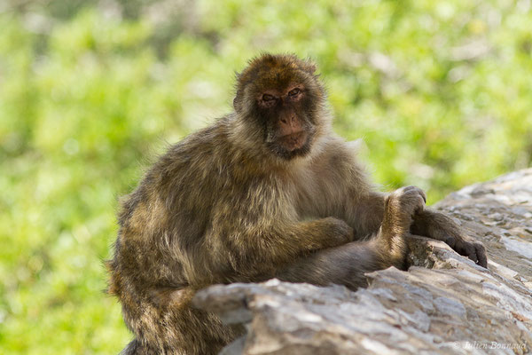 Magot, Macaque berbère, Macaque de Barbarie — Macaca sylvanus (Linnaeus, 1758)