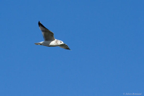Goéland cendré — Larus canus Linnaeus, 1758, (Hillion, Baie de Saint-Brieuc (22), France, le 11/01/2018)