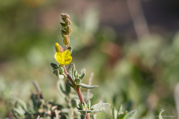 Helianthemum stipulatum (Forssk.) C. Chr.