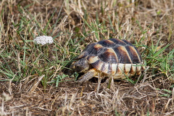 Tortue marginée — Testudo marginata Schoepff, 1793, (juvénile), (animal captif)