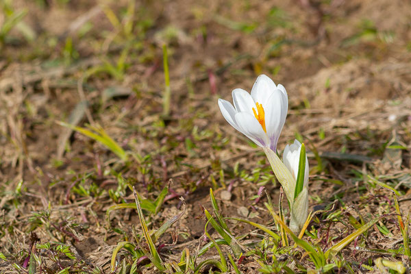 Crocus printanier — Crocus vernus (L.) Hill, 1765
