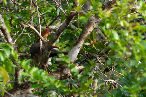 Ortalide motmot — Ortalis motmot (Linnaeus, 1766), (Centre Spatial Guyanais, Kourou, Guyane, le 09/01/2017)