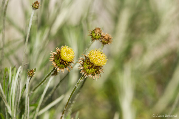 Phagnalon des rochers — Phagnalon saxatile (L.) Cass., 1819