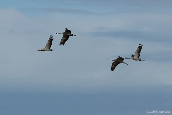 Grue cendrée – Grus grus (Linnaeus, 1758), (réserve des barthes de Saint-Martin-de-Seignanx (64), France, le 19/01/2019)