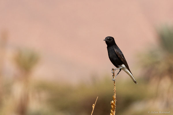Traquet à tête blanche — Oenanthe leucopyga (Brehm, 1855), (Tata (Souss-Massa), Maroc, le 08/02/2023)