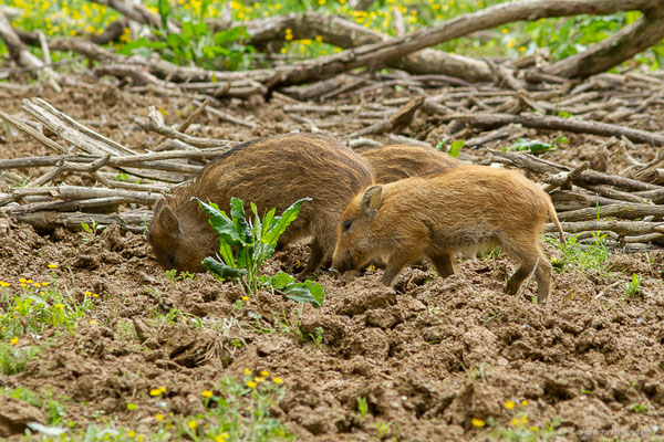 Sanglier — Sus scrofa Linnaeus, 1758, (La Ferme aux Cerfs, Le Houga (32), France, le 10/05/2023)