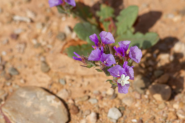 Limonium a feuilles sinuées — Limonium sinuatum subsp. beaumierianum, (Guelmim-Oued Noun), Maroc, le 24/03/2024)