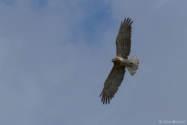 Circaète Jean-le-blanc — Circaetus gallicus (Gmelin, JF, 1788), (adulte) (en route vers Salamanque (Castille-et-León), Espagne, le 06/09/2018)