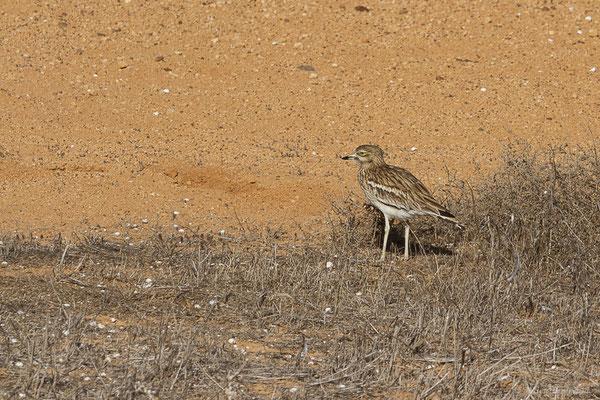 Œdicnème criard — Burhinus oedicnemus insularum (Sassi, 1908), (La Matilla, Fuerteventura, (Iles Canaries, Espagne), le 16/02/2022)