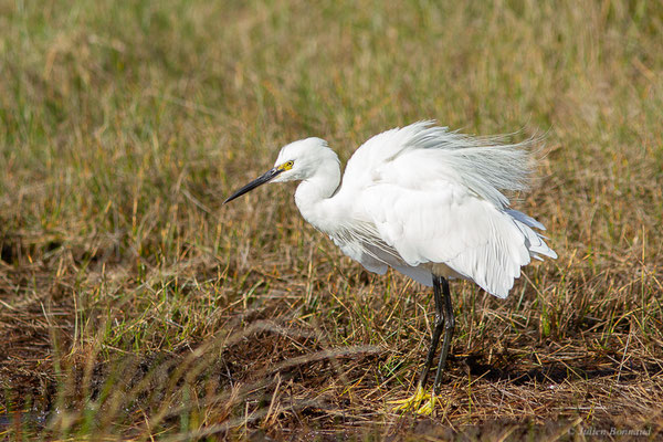 Aigrette garzette — Egretta garzetta (Linnaeus, 1766), (Réserve ornithologique du Teich (33), France, le 18/10/2022)