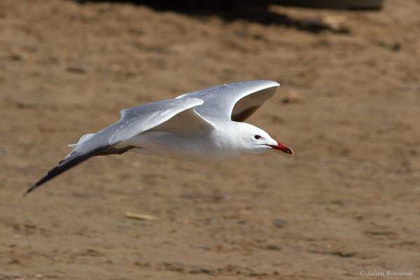 Goéland d'Audouin — Ichthyaetus audouinii (Payraudeau, 1826), (Parc Naturel du Delta de l'Ebre (Catalogne), Espagne, le 06/06/2022)