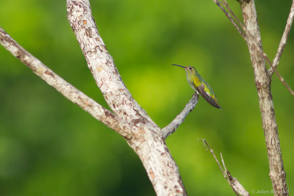 Colibri tout-vert – Polytmus theresiae (Da Silva Maia, 1843)