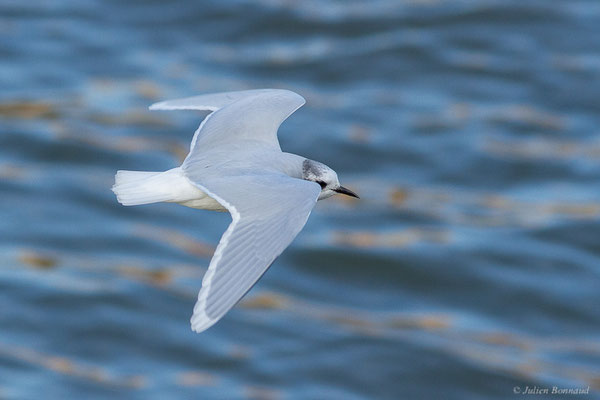 Mouette pygmée — Hydrocoloeus minutus (Pallas, 1776), (Capbreton (40), France, le 02/12/2022)