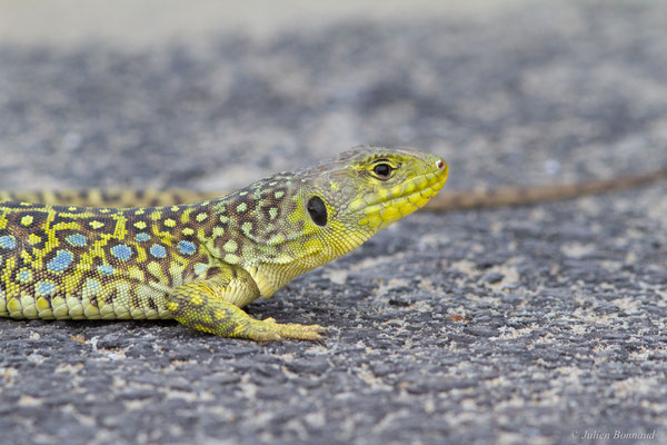 Lézard ocellé — Timon lepidus (Daudin, 1802), (femelle adulte), (Tarnos (64), France), le 05/06/2025)