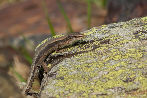 Lézard de Bonnal — Iberalacerta bonnali (Lantz, 1927), (Station de ski de Gourette, Eaux Bonnes (65), France, le 29/07/2020)