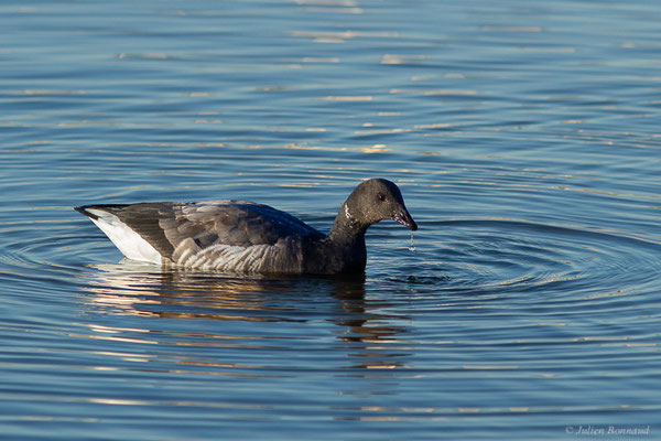 Bernache cravant — Branta bernicla (Linnaeus, 1758), (Andernos-les-Bains (33), France, le 10/12/2022)