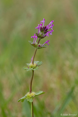 Lamier amplexicaule — Lamium amplexicaule L., 1753