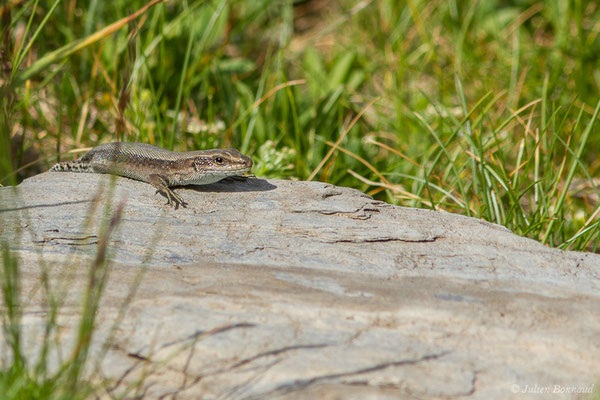 Lézard de Bonnal — Iberolacerta bonnali (Lantz, 1927)
