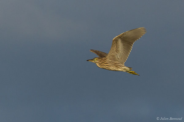 Bihoreau gris — Nycticorax nycticorax (Linnaeus, 1758)