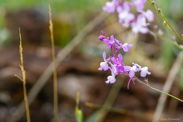 Linaire élégante — Linaria elegans Cav., (Parc naturel du lac de Sanabria (Zamora), Espagne), le 06/07/2022)