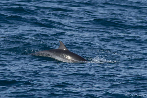 Dauphin bleu et blanc – Stenella coeruleoalba (Meyen, 1833), (Saint-Jean-de-Luz (64), France, le 17/10/2020)