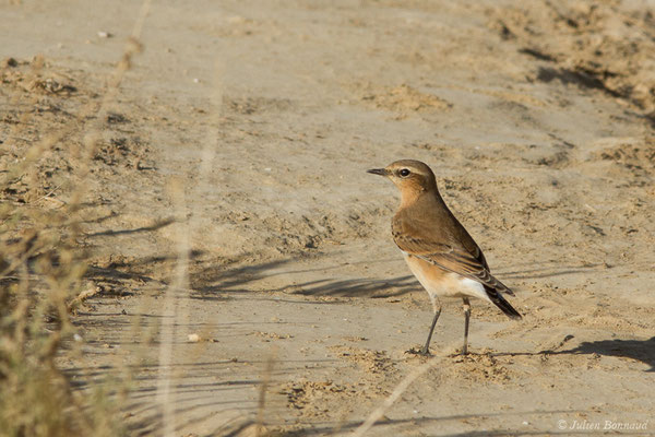 Traquet motteux — Oenanthe oenanthe (Linnaeus, 1758), (Bardenas Real, Tudela (Aragon), Espagne, le 30/09/2021)