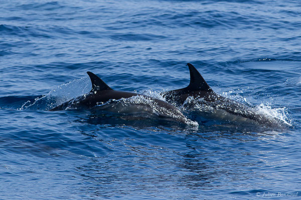 Dauphin commun, Dauphin commun à bec court ou Dauphin commun à bec long – Delphinus delphis Linnaeus, 1758, (Détroit de Gibraltar, Tarifa, Andalousie (Espagne), le 04/08/2020)