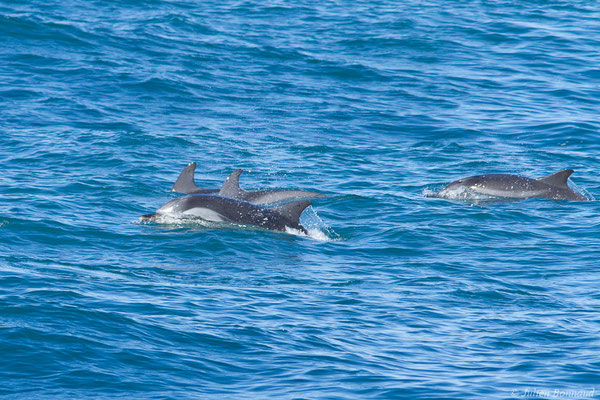 Dauphin bleu et blanc – Stenella coeruleoalba (Meyen, 1833), (Saint-Jean-de-Luz (64), France, le 06/11/2021)