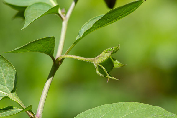 Belladone — Atropa belladonna L., 1753, (Etsaut (64), France, le 03/06/2022)