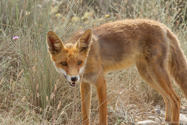 Renard roux — Vulpes vulpes (Linnaeus, 1758), (Parque Natural de las Bardenas, Navarre, Espagne, le 08/06/2022)