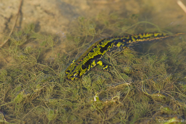 Triton marbré — Triturus marmoratus (Latreille, 1800)