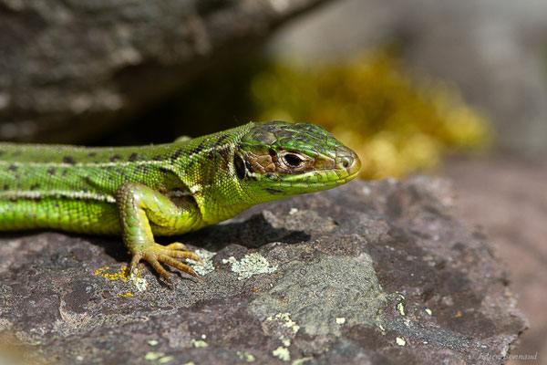 Lézard à deux raies — Lacerta bilineata Daudin, 1802, (Urdos (64), France, le 13/05/2024)