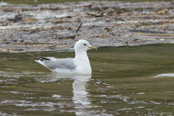 Goéland cendré — Larus canus Linnaeus, 1758, (Tarnos (64), France, le 12/03/2020)