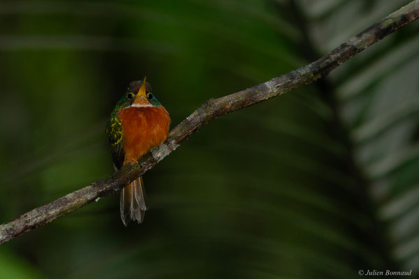 Jacamar à bec jaune — Galbula albirostris Latham, 1790, (Saint-Pierre, Saint-Laurent-du-Maroni, Guyane, le 27/01/2017)