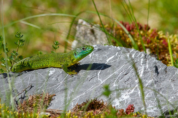 Lézard à deux raies — Lacerta bilineata (Daudin, 1802)