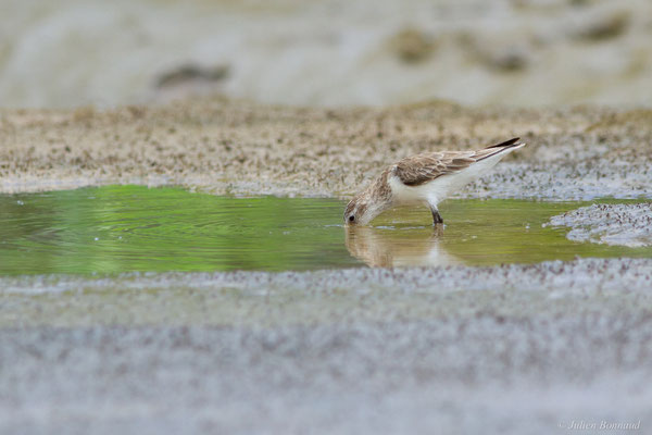 Bécasseau semipalmé — Calidris pusilla (Linnaeus, 1766), (adulte, plumage internuptial) (Route des plages, Remire-Montjoly, Guyane, le 29/03/2017)