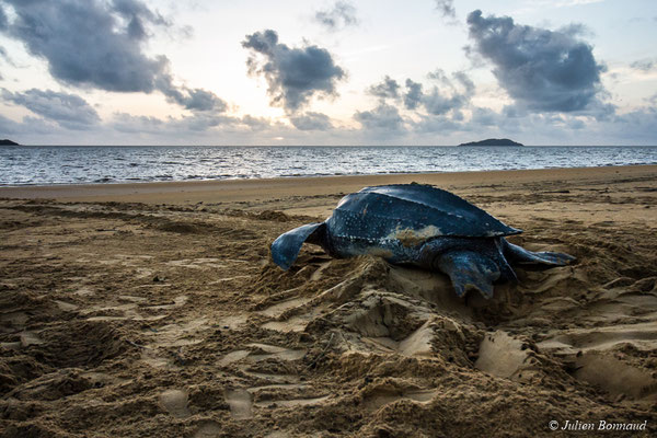 Tortue luth — Dermochelys coriacea (Vandelli, 1761), (Plage des Salines, Remire-Montjoly, Guyane, le 20/05/2017) 