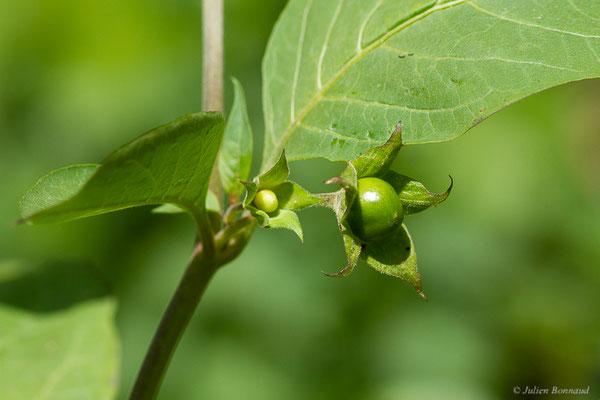 Belladone — Atropa belladonna L., 1753, (Etsaut (64), France, le 03/06/2022)