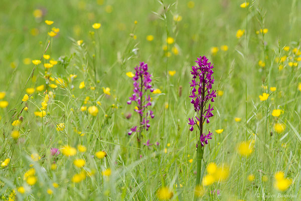 Orchis à fleurs lâches — Anacamptis laxiflora (Lam.) R.M.Bateman, Pridgeon & M.W.Chase, 1997