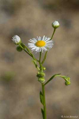 Vergerette annuelle, Érigéron annuel — Erigeron annuus (L.) Desf., 1804