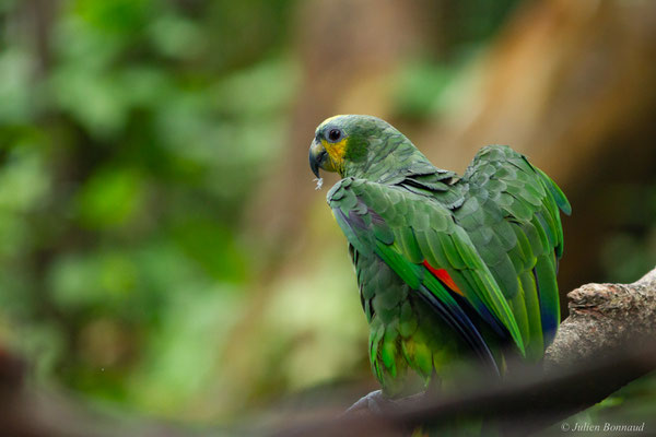 Amazone aourou — Amazona amazonica (Linnaeus, 1766), (Zoo de Guyane, le 30/07/2016)