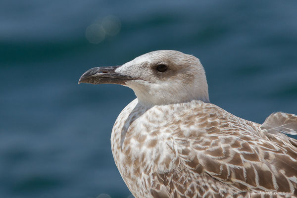 Goéland leucophée — Larus michahellis Naumann, JF, 1840, (Sagres (Vila do Bispo), Algarve (Portugal), le 29/08/2018)