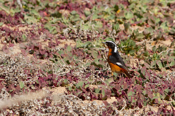 Rougequeue de Moussier — Phoenicurus moussieri (Olphe-Galliard, 1852), (Parc national de Souss-Massa, Sidi Binzarne, Maroc, le 02/02/2023)