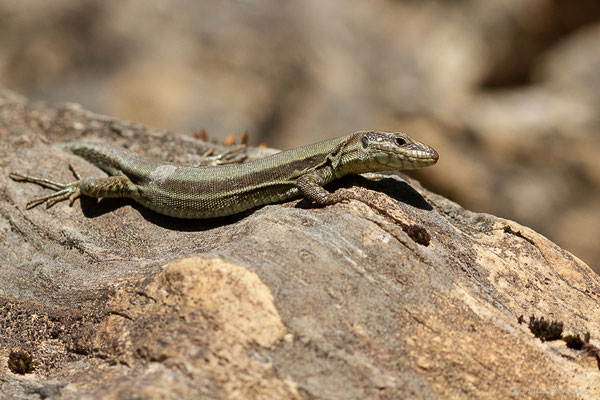 Lézard des murailles — Podarcis muralis (Laurenti, 1768)