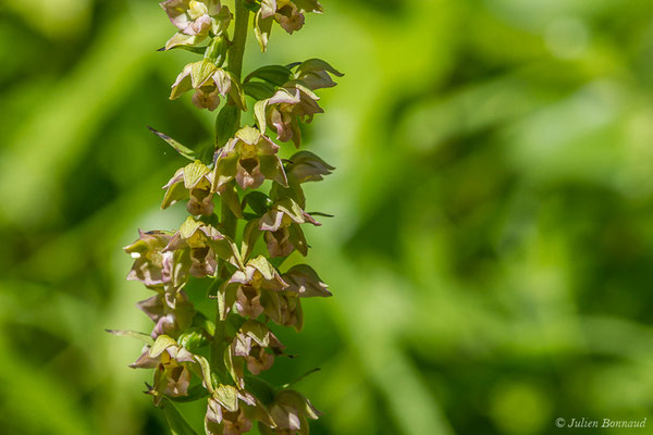 Épipactis à larges feuilles ou Elléborine à larges feuilles — Epipactis helleborine (L.) Crantz, 1769