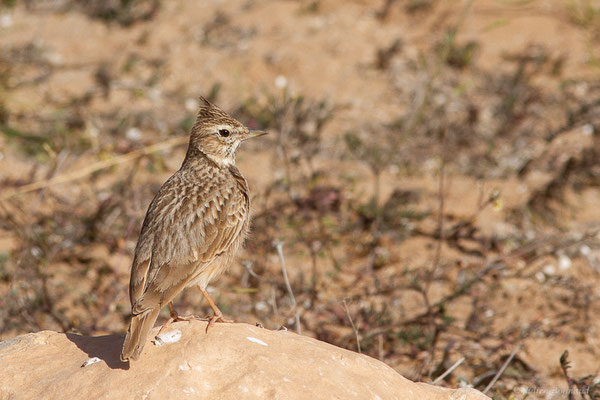 Cochevis huppé — Galerida cristata (Linnaeus, 1758), (Parc national de Souss-Massa, Sidi Binzarne, Maroc, le 02/02/2023)