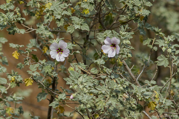 Lavetère maritime — Malva subovata (DC.) Molero & J.M.Monts., 2005, (Notre-Dame du Mai, Six-Fours-les-Plages (83), France, le 02/02/2021)